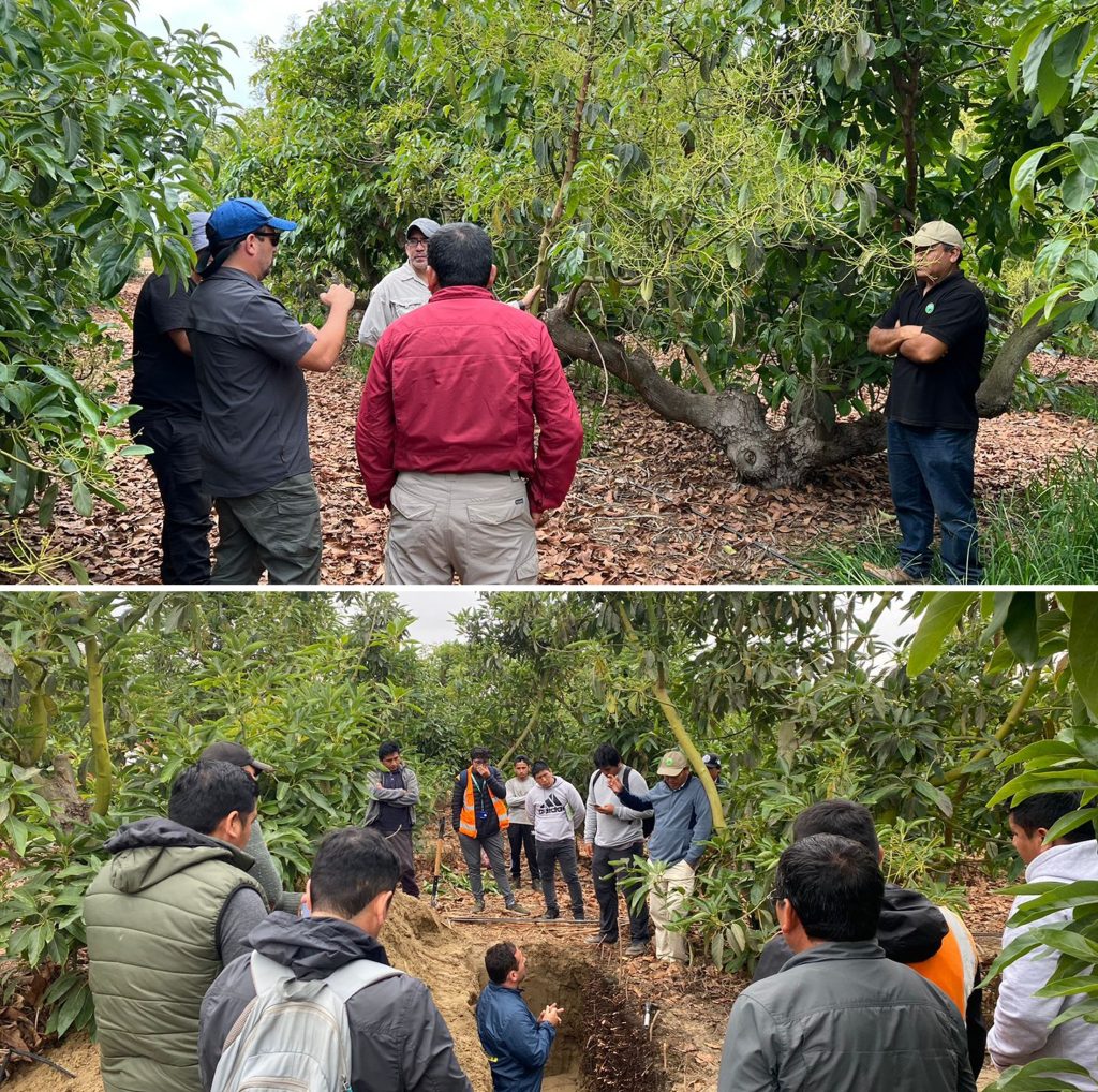 asesor internacional aguacate