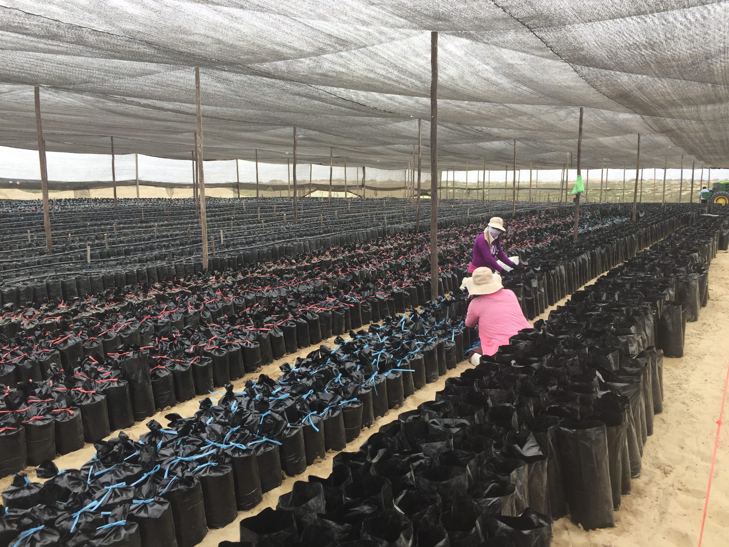 Avocado West Indian Nursery