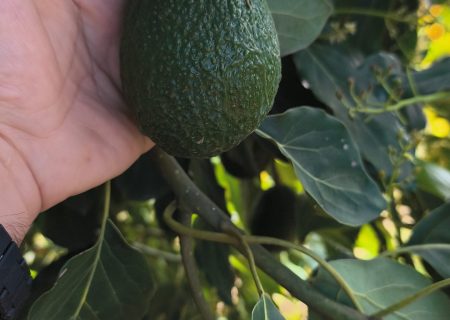 Avocado Angola