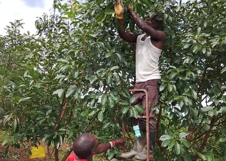 Uganda Avocados